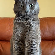 Rj is registered to the contest to win money with this photo: cat, gray_cat, feline, pet, indoor, fur, whiskers, sitting, closeup, portrait, couch, leather_couch, home, domestic_animal, animal, eyes, face, soft_texture, furry, relaxed