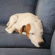 Titeuf participe au concours pour gagner de l'argent avec cette photo : dog, sleeping, couch, white_dog, brown_patch, pet, animal, rest, indoor, cozy, fur, relaxation, canine, nap, comfort, domestic, side_view, quiet, calm, home