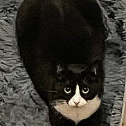 Dennis is registered to the contest to win money with this photo: cat, tuxedo_cat, black_and_white, pet, animal, lying, carpet, rug, crossed_paws, indoor, feline, cute, wide_eyes, looking_up, fur, whiskers, domestic_cat, resting, cozy, soft_texture