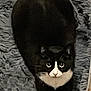 cat, tuxedo_cat, black_and_white, pet, animal, lying, carpet, rug, crossed_paws, indoor, feline, cute, wide_eyes, looking_up, fur, whiskers, domestic_cat, resting, cozy, soft_texture