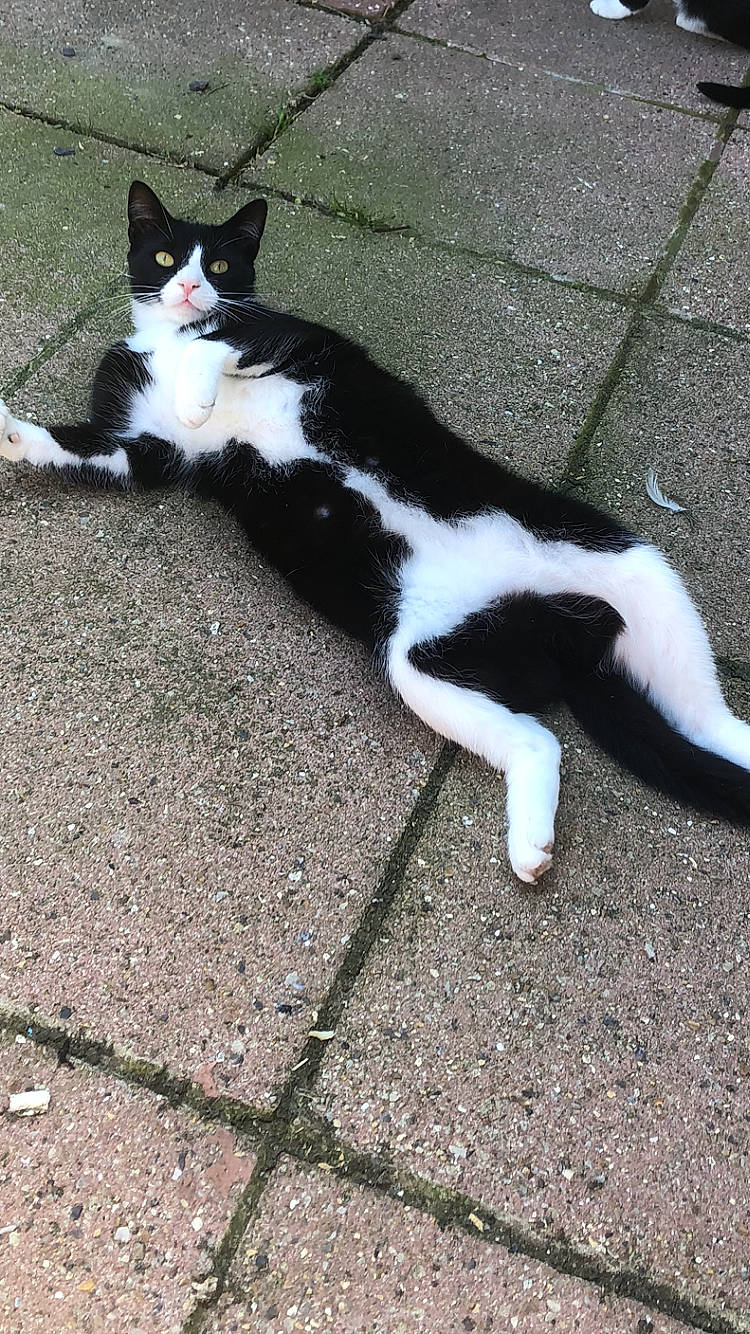 Oreo is registered to the contest to win money with this photo: abyssinian, accessories, animal, blackcat, brick, cat, city, flagstone, kitten, leash, manx, path, person, pet, road, sidewalk, slate, sleeping, strap, walkway