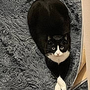 Oreo joined the competition — help win amazing prizes! cat, tuxedo_cat, black_and_white, fluffy_rug, indoor, pet, animal, crossed_paws, looking_up, cozy, feline, curious_eyes, resting, soft_texture, carpet, domestic_cat, cute, relaxed, home, companion