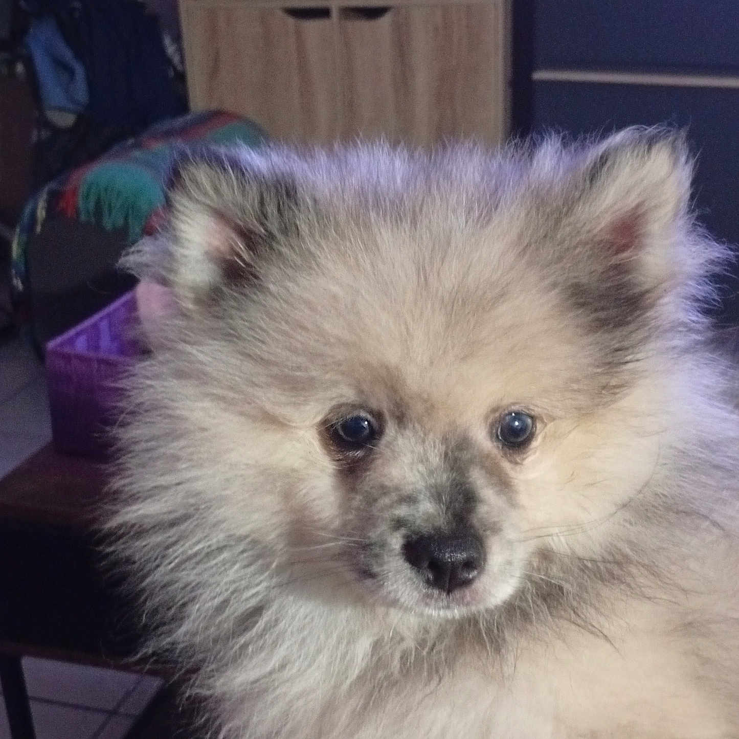 Arrow a rejoint le concours — aidez-le/la à gagner de superbes lots ! animal, chair, cozy, cute, dog, domestic, ears, eyes, face, fluffy, fur, furniture, household, indoor, nose, pet, pomeranian, puppy, table, wood