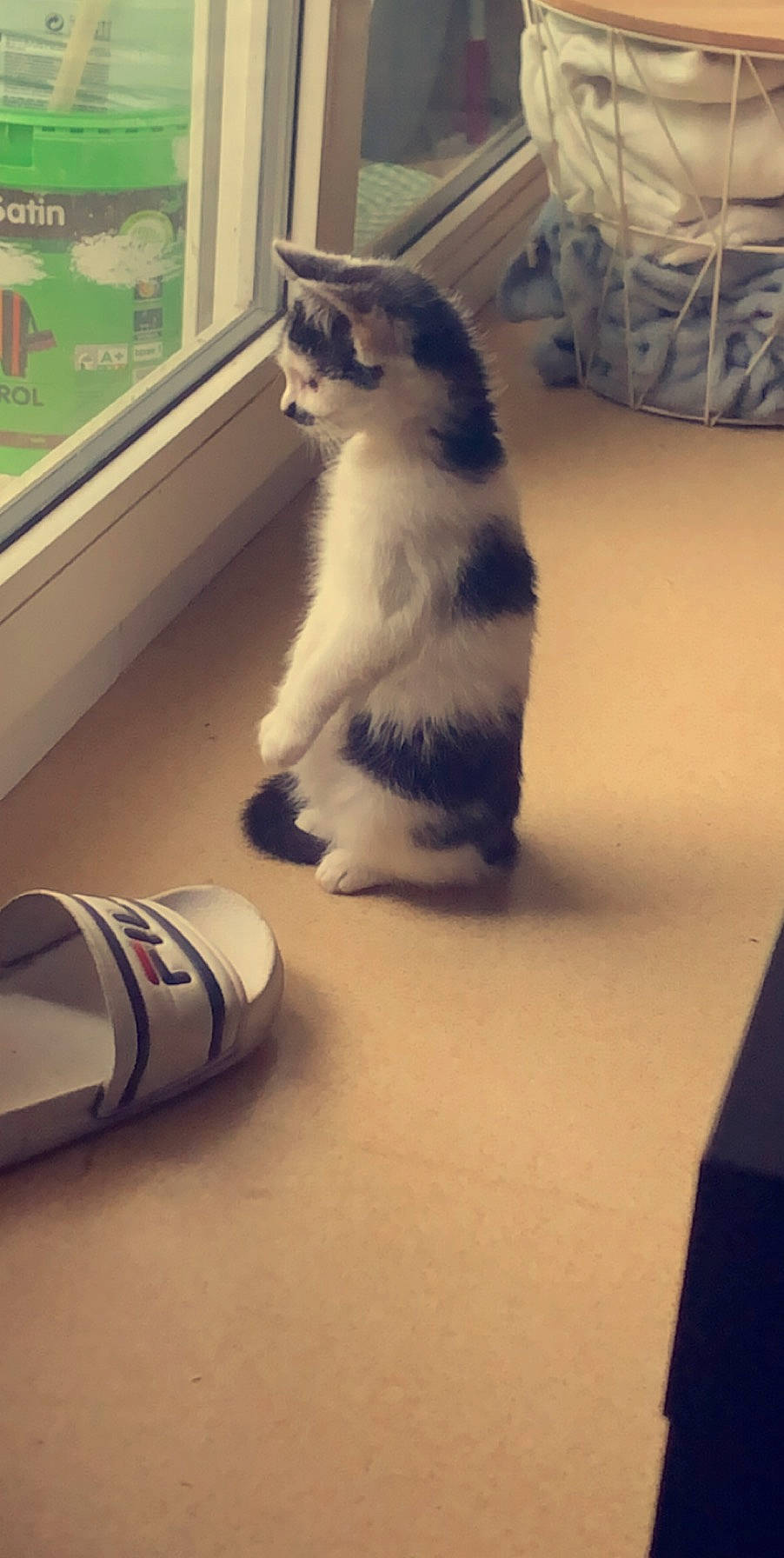 Nala participe au concours pour gagner de l'argent avec cette photo : carnivore, cat, felidae, kitten, paw, small_to_medium_sized_cats, tail, whiskers