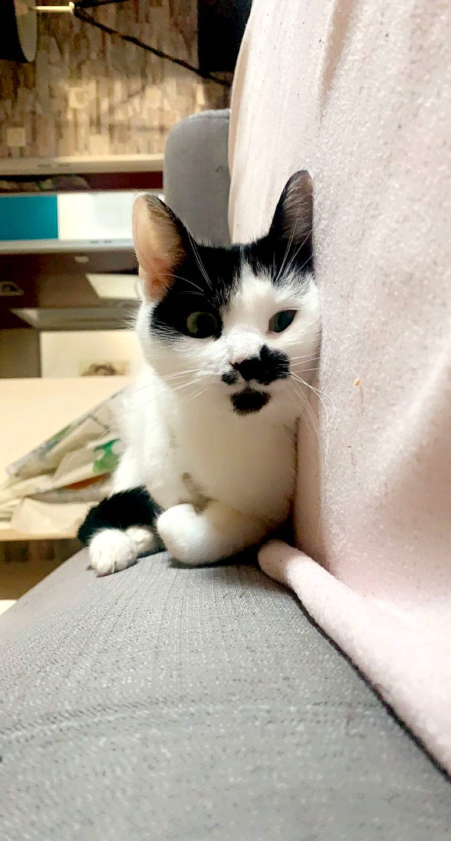 Nala a rejoint le concours — aidez-le/la à gagner de superbes lots ! aegean_cat, american_wirehair, asian, carnivore, cat, domestic_short_haired_cat, ear, felidae, japanese_bobtail, kitten, leg, paw, polydactyl_cat, small_to_medium_sized_cats, snout, tail, whiskers