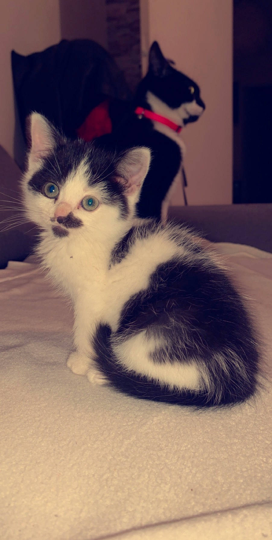 Nala a rejoint le concours — aidez-le/la à gagner de superbes lots ! aegean_cat, american_curl, american_wirehair, black_and_white, carnivore, cat, domestic_long_haired_cat, domestic_short_haired_cat, felidae, fur, kitten, mammal, munchkin, norwegian_forest_cat, polydactyl_cat, ragamuffin, small_to_medium_sized_cats, tail, whiskers