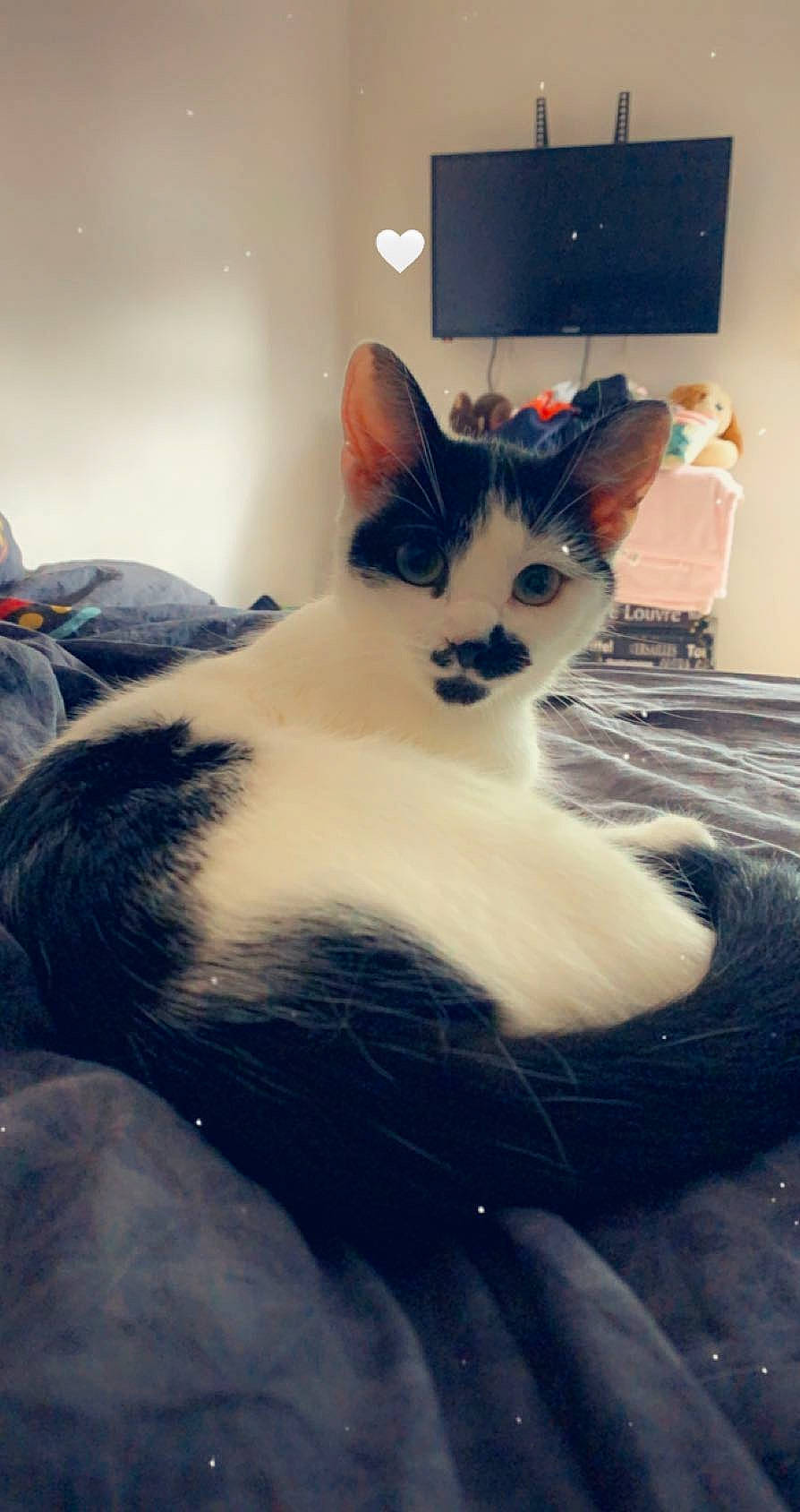 Nala participe au concours pour gagner de l'argent avec cette photo : aegean_cat, carnivore, cat, ear, european_shorthair, eye, felidae, fur, kitten, leg, nose, paw, polydactyl_cat, skin, sky, small_to_medium_sized_cats, snout, tail, turkish_van, whiskers