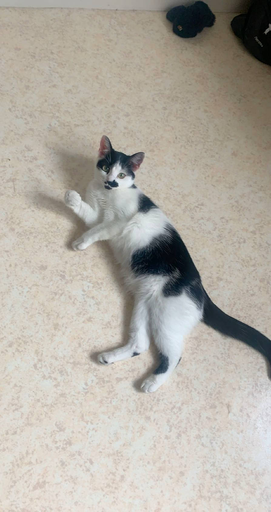 Nala a rejoint le concours — aidez-le/la à gagner de superbes lots ! aegean_cat, carnivore, cat, domestic_short_haired_cat, felidae, kitten, mammal, polydactyl_cat, small_to_medium_sized_cats, tail, vertebrate, whiskers