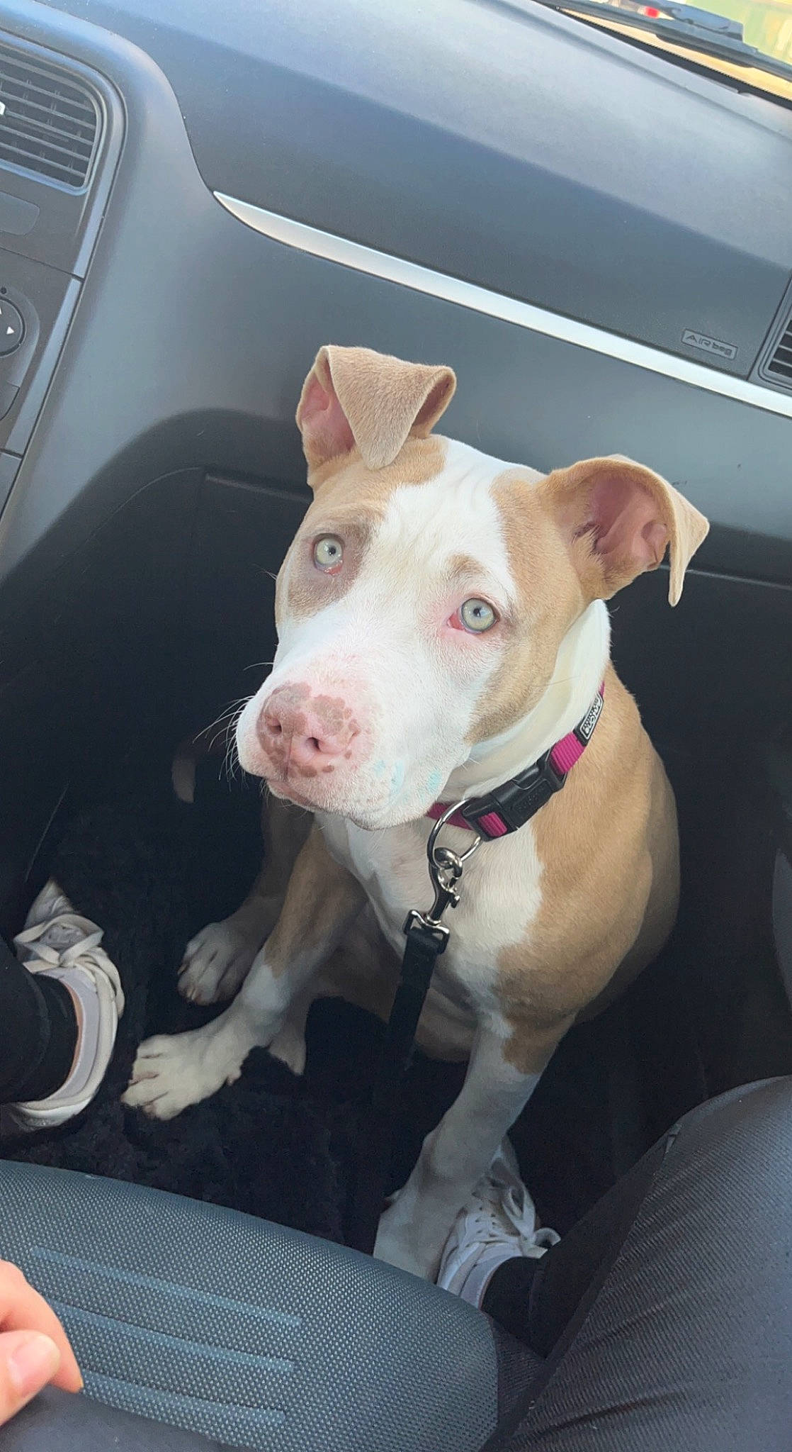 Saya participe au concours pour gagner de l'argent avec cette photo : auto_part, canidae, carnivore, collar, companion_dog, dog, dog_breed, dog_collar, fawn, ingredient, non_sporting_group, pet_supply, snout, sporting_group, vehicle_door, whiskers, working_animal