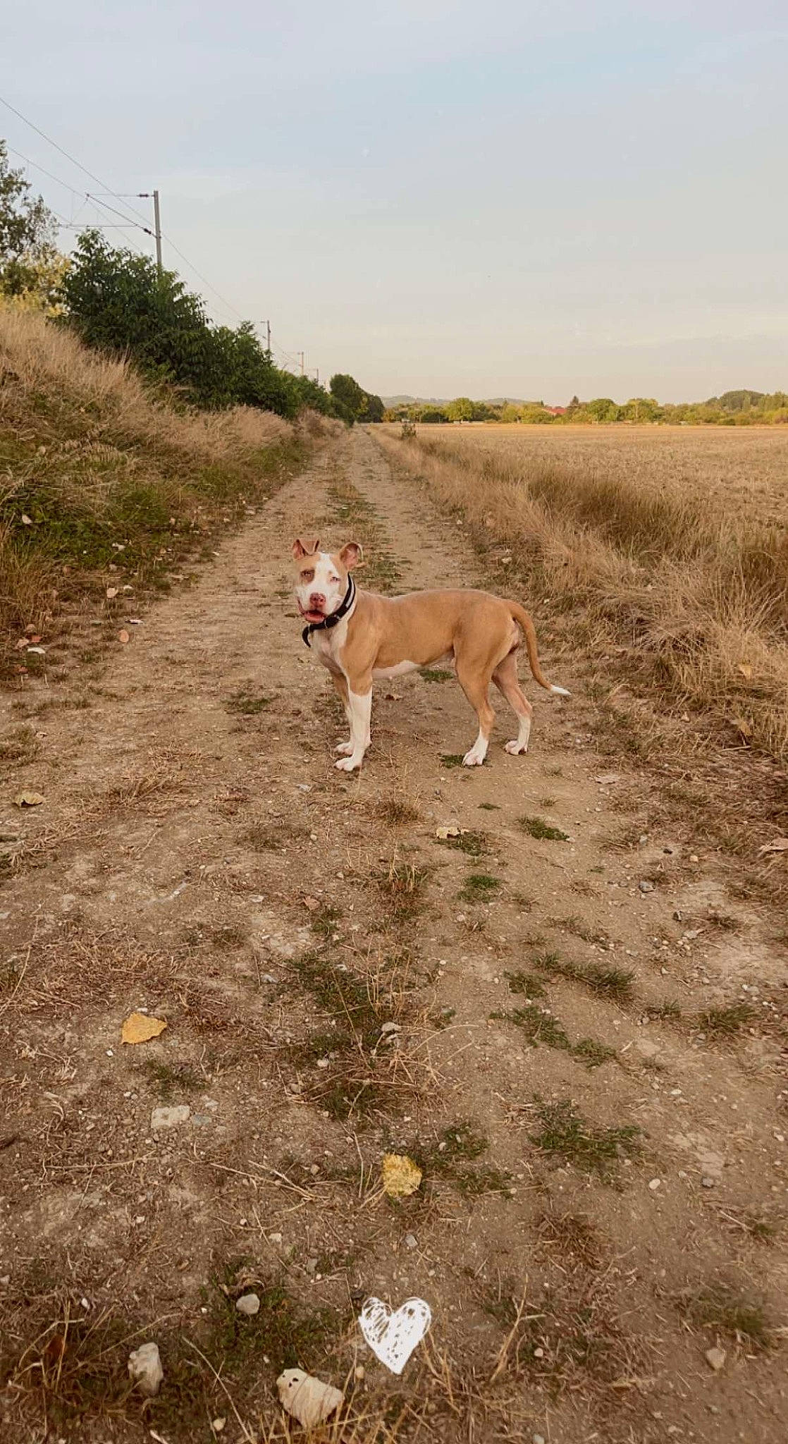 Saya participe au concours pour gagner de l'argent avec cette photo : adventure, canidae, carnivore, collar, dog, dog_breed, fawn, grass, grassland, hill, landscape, plant, sky, slope, soil, sporting_group, tail, terrestrial_animal, wildlife, working_animal