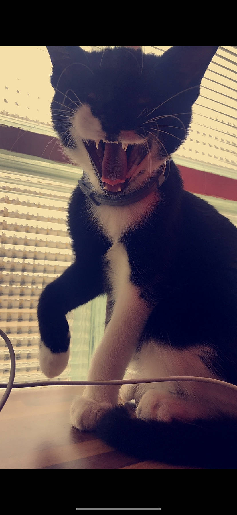 Miha participe au concours pour gagner de l'argent avec cette photo : black_cat, carnivore, cat, cool, ear, eye, felidae, fur, nose, photography, polydactyl_cat, sky, small_to_medium_sized_cats, snapshot, snout, tail, whiskers