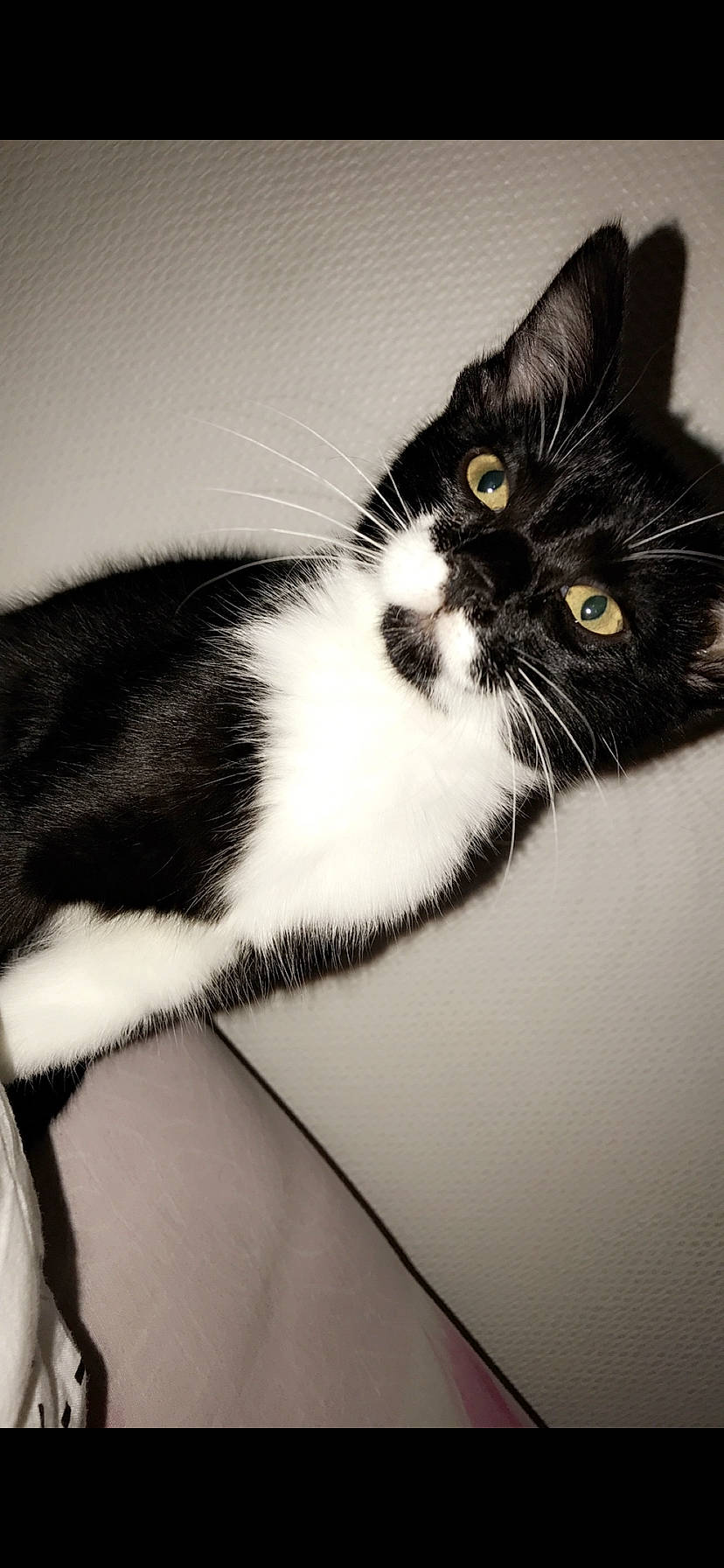 Miha participe au concours pour gagner de l'argent avec cette photo : american_wirehair, black, black_and_white, black_cat, carnivore, cat, domestic_short_haired_cat, european_shorthair, eye, felidae, fur, kitten, mammal, monochrome_photography, norwegian_forest_cat, polydactyl_cat, small_to_medium_sized_cats, tail, whiskers, white