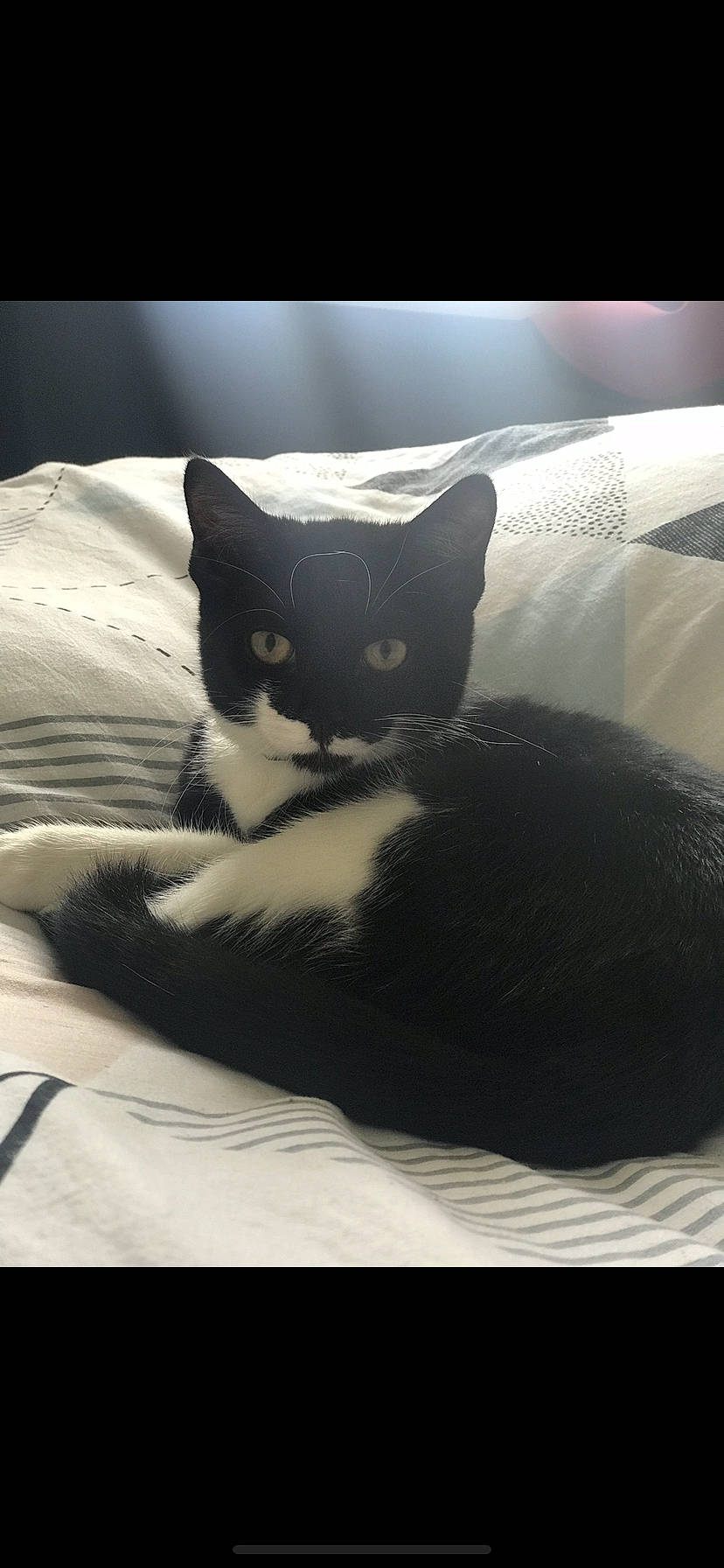 Miha a rejoint le concours — aidez-le/la à gagner de superbes lots ! black, black_and_white, black_cat, carnivore, cat, comfort, domestic_short_haired_cat, felidae, fur, kitten, linens, nap, sky, small_to_medium_sized_cats, snout, tail, whiskers