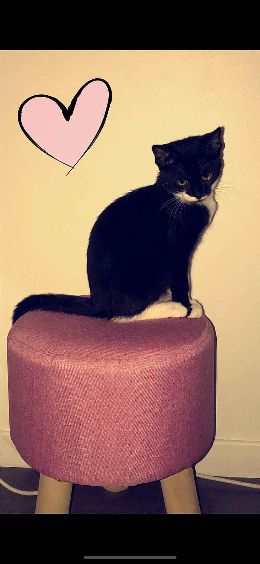 Miha participe au concours pour gagner de l'argent avec cette photo : asian, black_cat, carnivore, cat, domestic_short_haired_cat, felidae, pink, small_to_medium_sized_cats, tail, whiskers