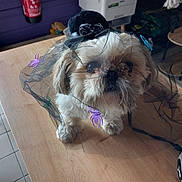 Perle participe au concours pour gagner de l'argent avec cette photo : dog, small_dog, costume, veil, spiders, table, indoor, tile_floor, purple_wall, leash, pet, cute, decorations, black_veil, wooden_table, sitting, animal, furry, face, pet_accessory