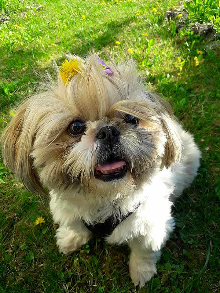 Perle participe au concours pour gagner de l'argent avec cette photo : dog, grass, flower, pet, outdoor, cute, small_dog, fur, adorable, animal, nature, happy, puppy, tongue_out, closeup, playful, sunlight, eyes, face, pet_accessory
