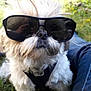 Perle a rejoint le concours — aidez-le/la à gagner de superbes lots ! dog, sunglasses, outdoor, grass, pet, animal, small_dog, fur, jeans, casual, cute, summer, sunny, relaxing, portrait, closeup, whiskers, nature, funny, accessory