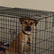 Tito joined the competition — help win amazing prizes! dog, crate, cage, pet, indoor, blanket, collar, animal, canine, resting, brown_dog, metal_bars, furniture, home, wall, floor, domestic_animal, looking, seated, quiet