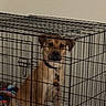 dog, crate, cage, pet, indoor, blanket, collar, animal, canine, resting, brown_dog, metal_bars, furniture, home, wall, floor, domestic_animal, looking, seated, quiet