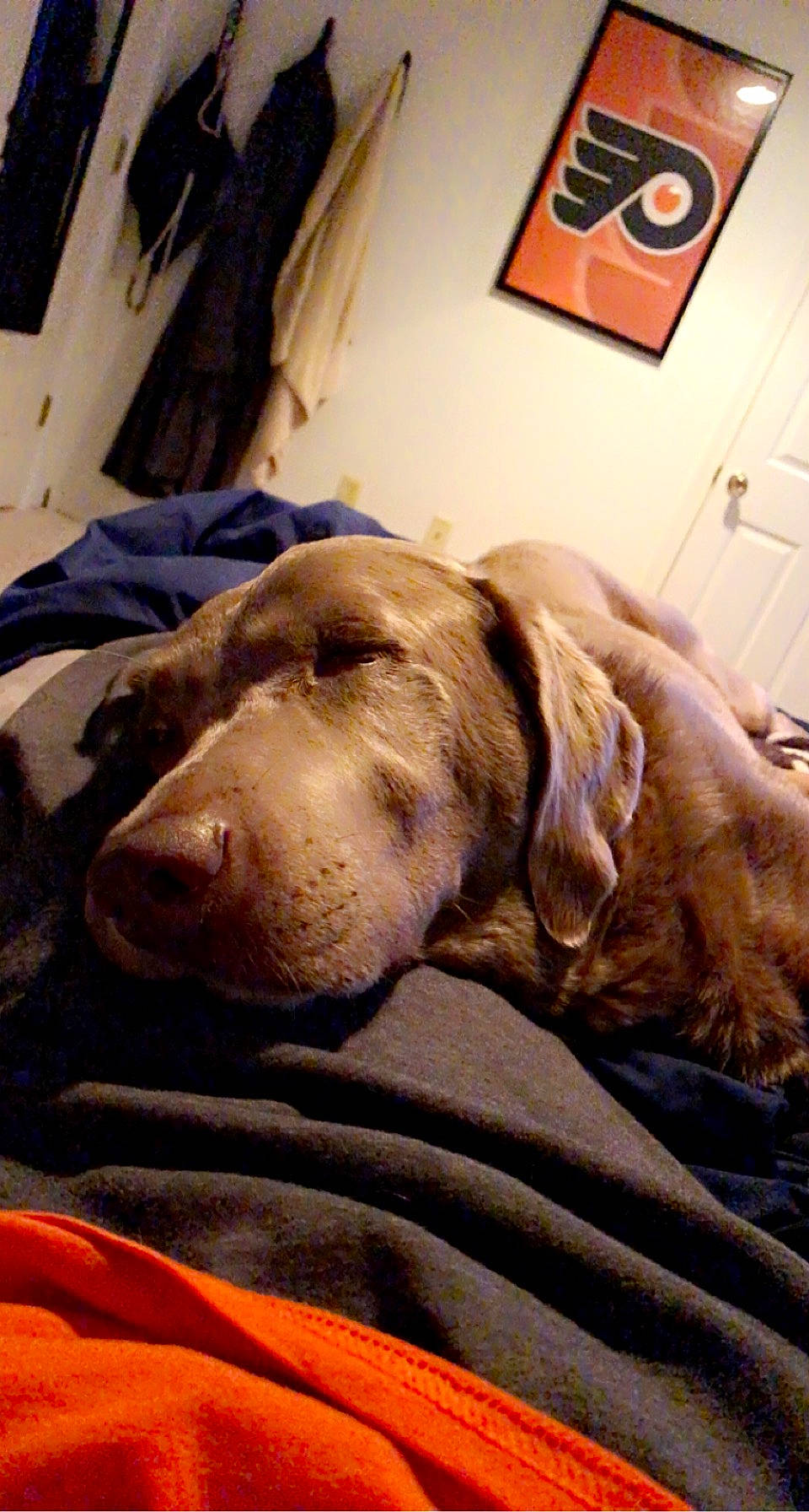 Bella is registered to the contest to win money with this photo: canidae, carnivore, comfort, companion_dog, dog, dog_breed, door, fawn, flooring, fur, liver, picture_frame, retriever, snout, sporting_group, vertebrate, whiskers, wood, working_animal, wrinkle