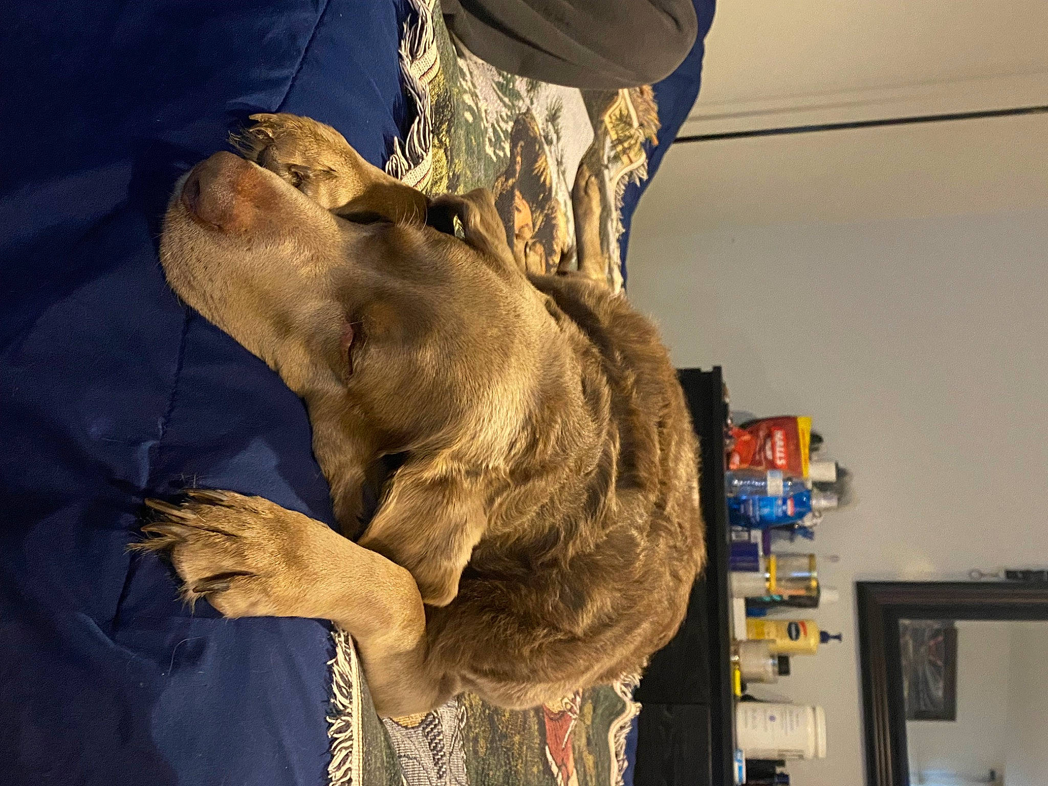 Bella is registered to the contest to win money with this photo: art, artifact, big_cats, classical_sculpture, felidae, flesh, fur, gesture, head, headgear, jaw, lion, picture_frame, sculpture, shelf, snout, tree, visual_arts, working_animal, wrinkle