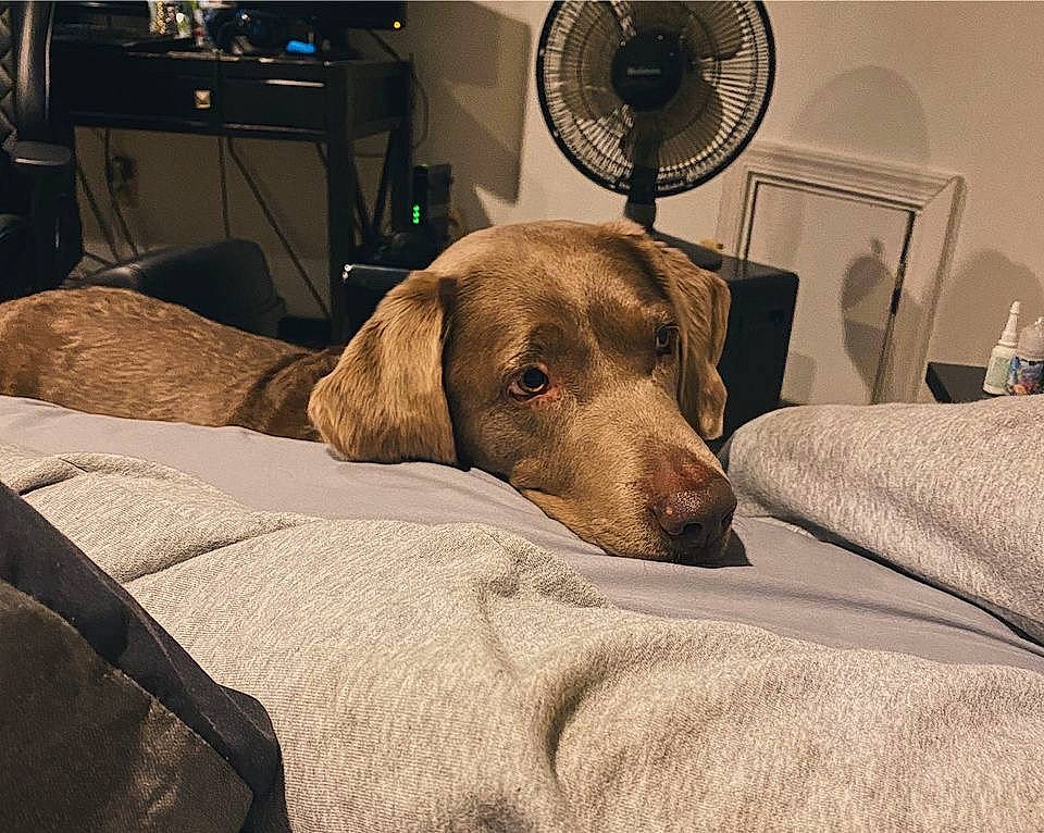 Bella is registered to the contest to win money with this photo: audio_equipment, canidae, carnivore, comfort, companion_dog, dog, dog_breed, fawn, flooring, fur, home_appliance, kitchen_appliance, linens, mechanical_fan, picture_frame, room, snout, sporting_group, wood, working_animal