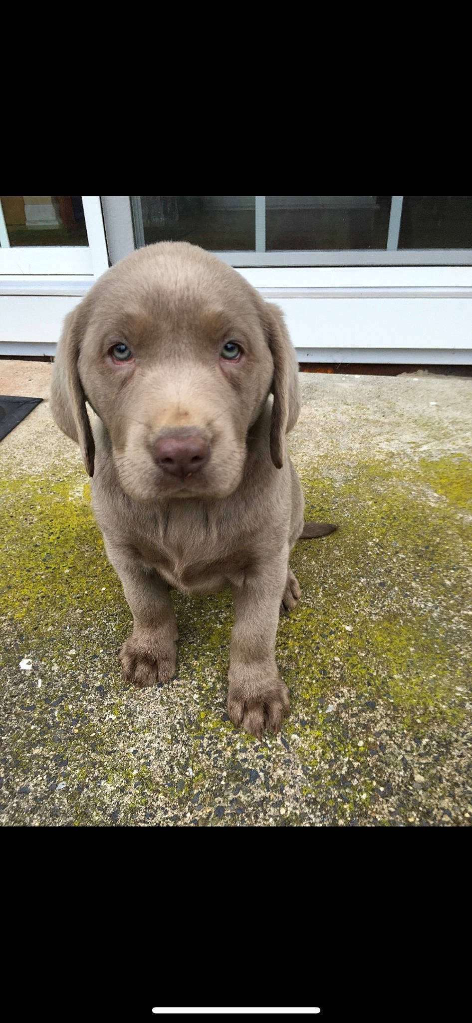 Bella is registered to the contest to win money with this photo: canidae, carnivore, companion_dog, dog, dog_breed, eye, fawn, grass, gun_dog, hunting_dog, liver, pointing_breed, puppy, retriever, snout, sporting_group, terrestrial_animal, whiskers, window, working_animal