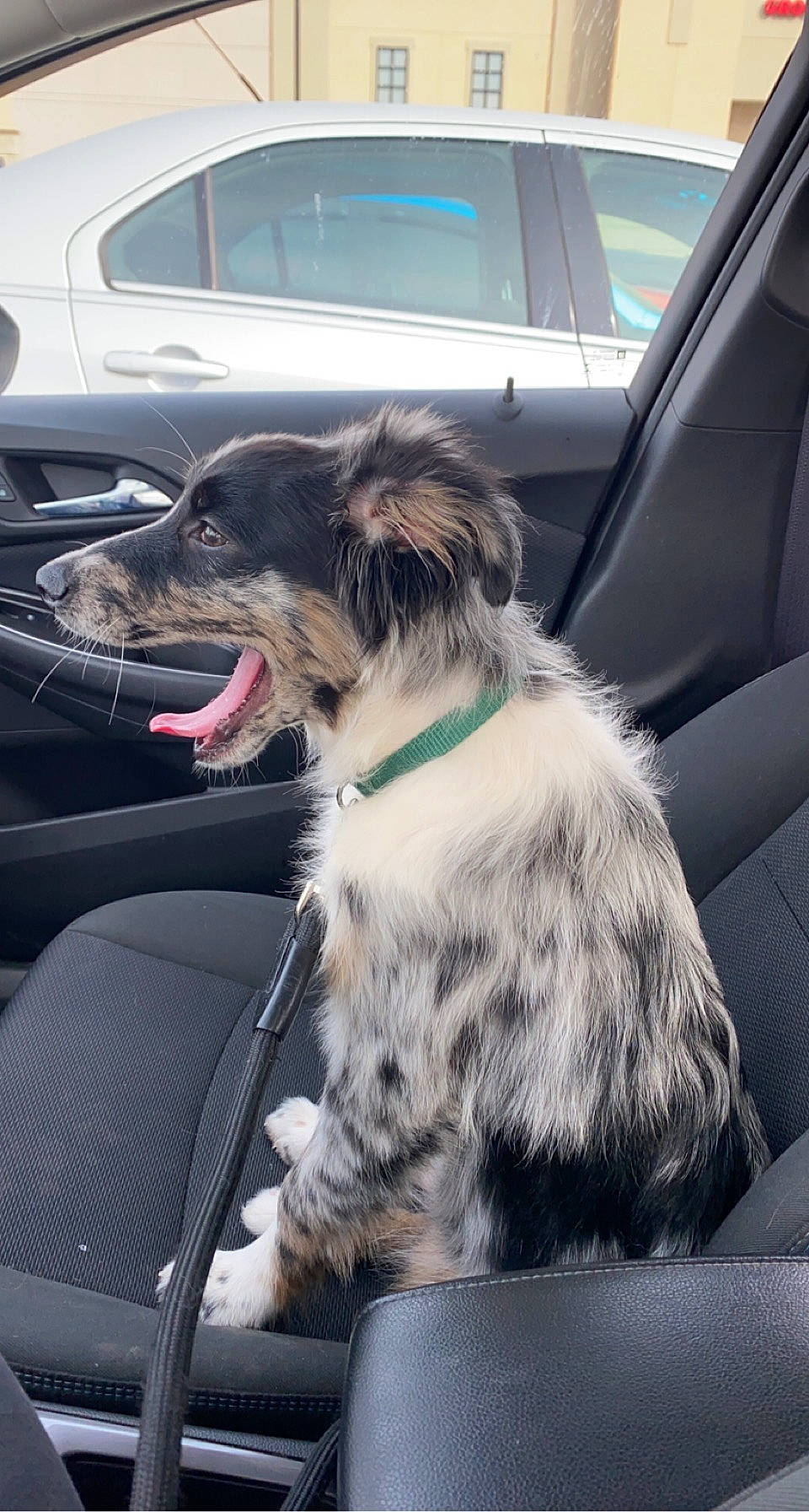 Jax is registered to the contest to win money with this photo: auto_part, automotive_design, automotive_exterior, border_collie, car, carnivore, collar, companion_dog, dog, dog_breed, dog_collar, fur, motor_vehicle, plant, snout, sporting_group, vehicle, vehicle_door, window, windshield