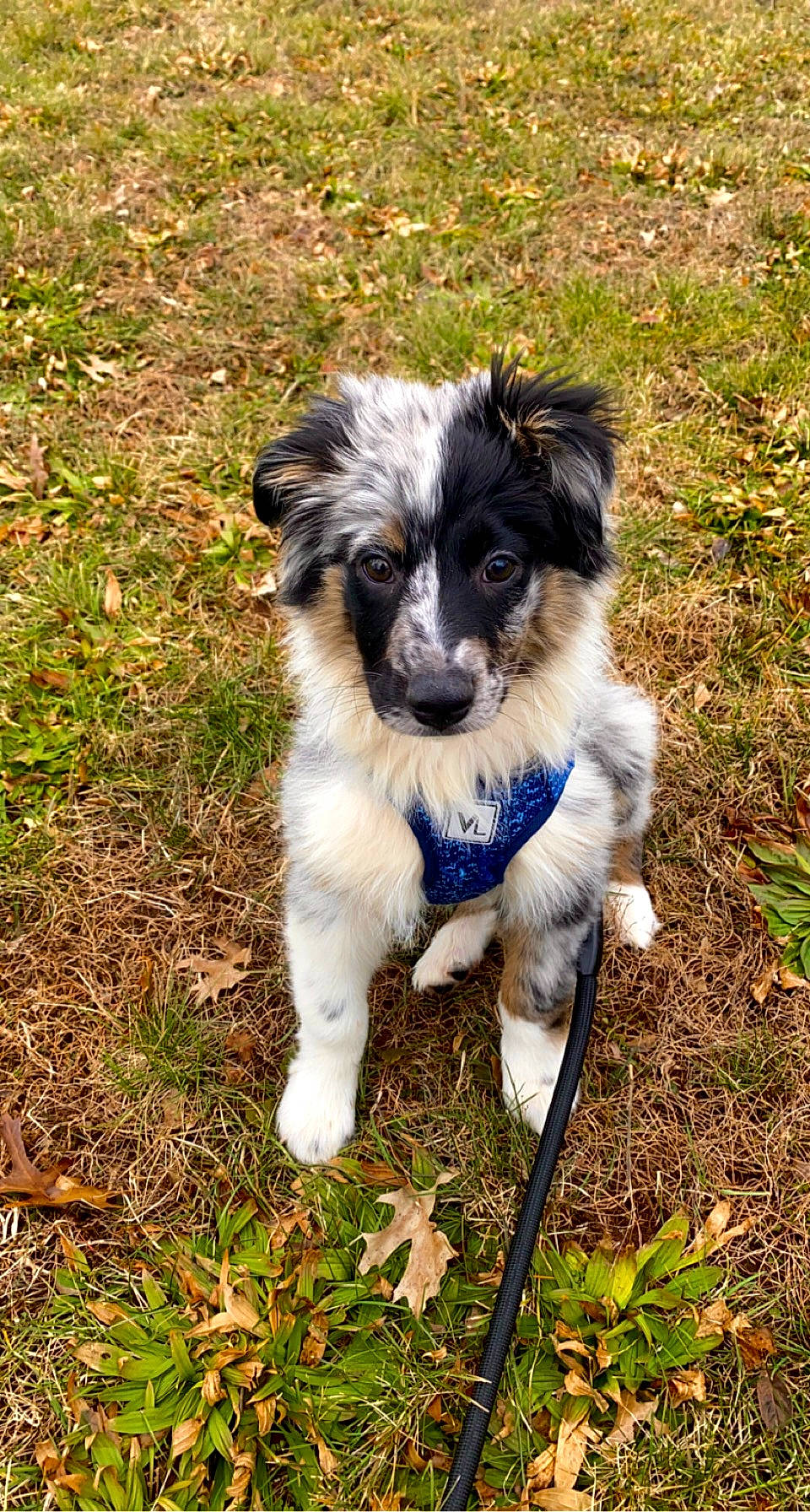 Jax joined the competition — help win amazing prizes! australian_shepherd, border_collie, canidae, carnivore, companion_dog, dog, dog_breed, fur, grass, herding_dog, plant, puppy, soil, terrestrial_animal, toy_dog, working_animal, working_dog