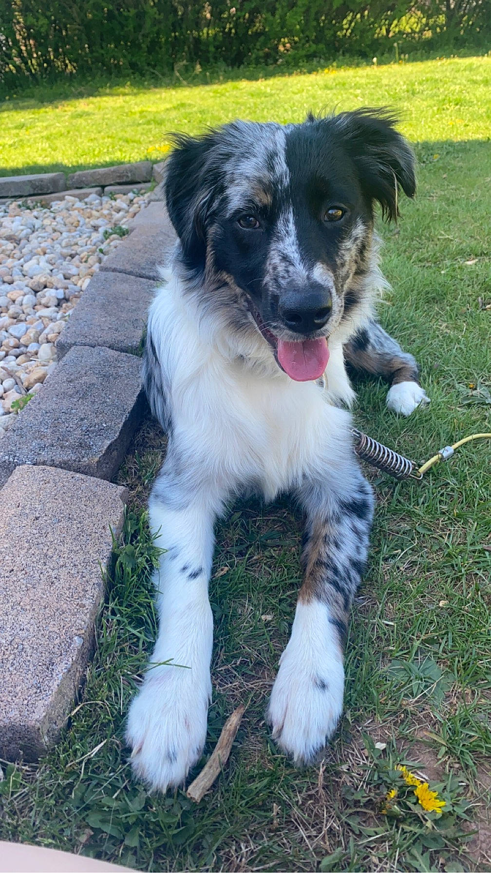 Jax is registered to the contest to win money with this photo: australian_collie, australian_shepherd, border_collie, carnivore, companion_dog, dog, dog_breed, grass, herding_dog, plant, sporting_group, working_dog