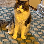 Sampson is registered to the contest to win money with this photo: cat, fluffy, sitting, carpet, indoor, pet, feline, fur, domestic_animal, whiskers, ears, paws, tail, eyes, face, animal, cute, mammal, home, relaxed