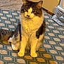 cat, fluffy, sitting, carpet, indoor, pet, feline, fur, domestic_animal, whiskers, ears, paws, tail, eyes, face, animal, cute, mammal, home, relaxed