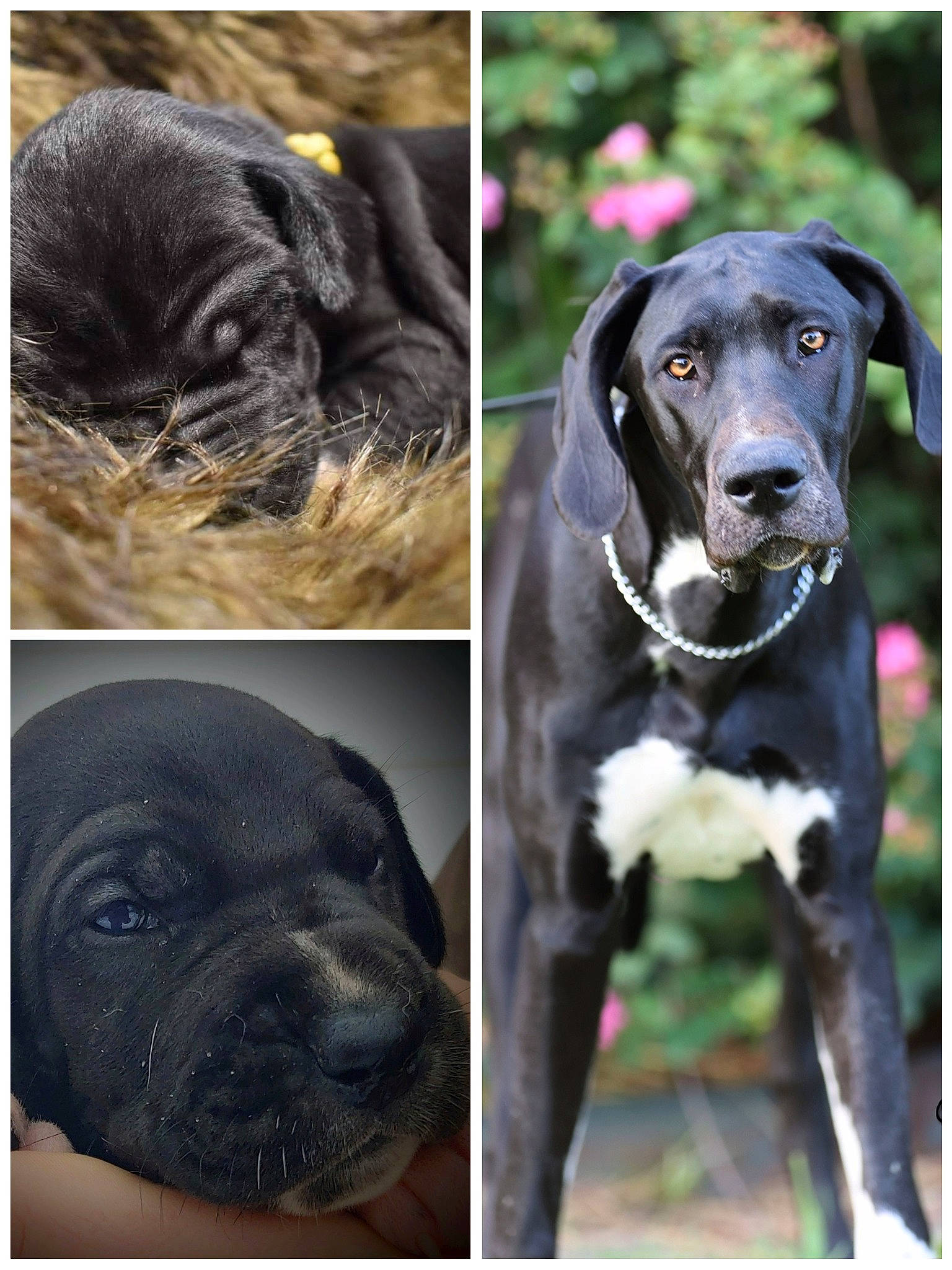 Sweetpea Olive is registered to the contest to win money with this photo: black, carnivore, collar, companion_dog, dog, dog_breed, dog_collar, eye, fawn, grey, iris, liver, photograph, plant, sleeve, snout, sporting_group, vertebrate, whiskers, working_animal