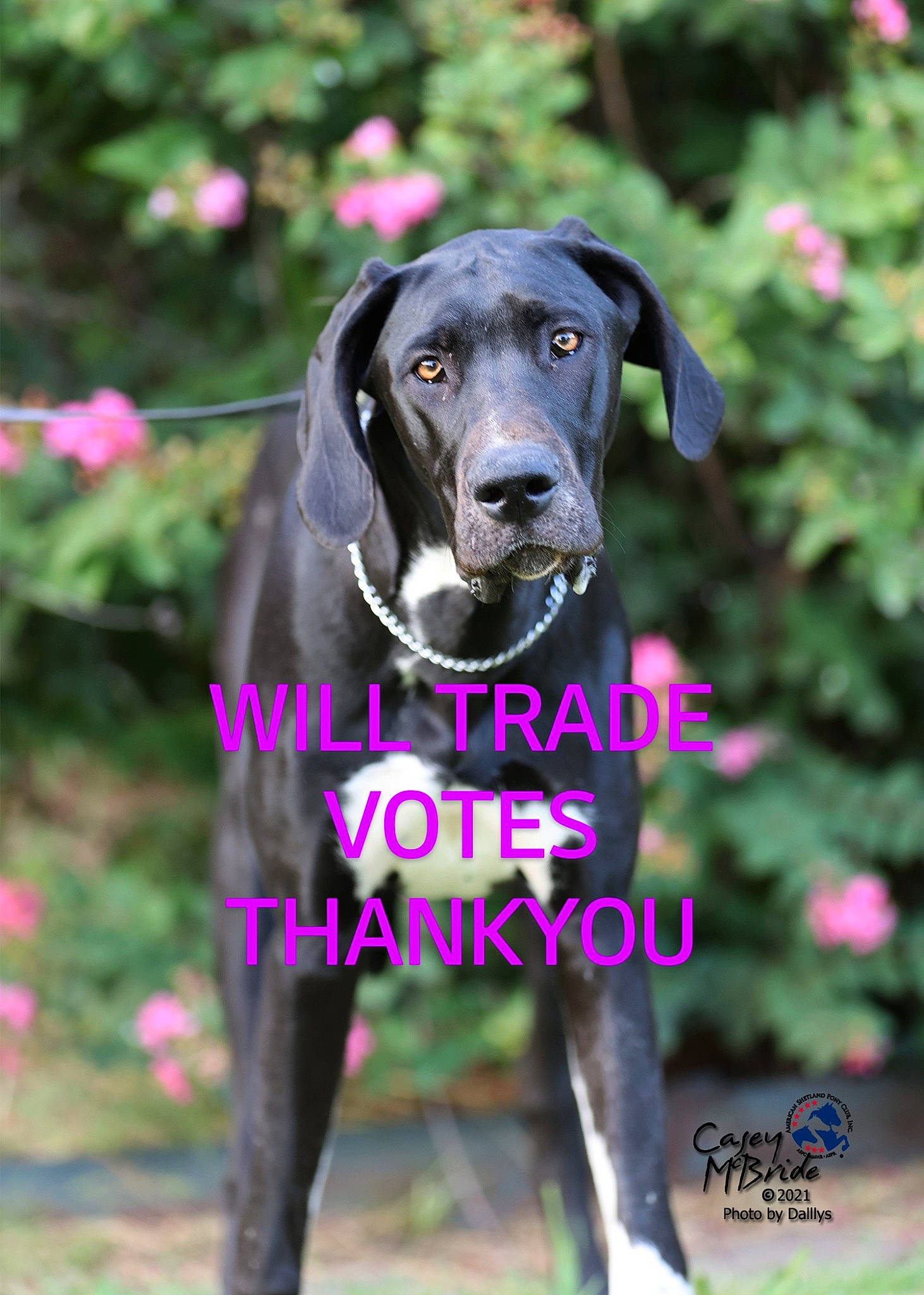 Sweetpea Olive joined the competition — help win amazing prizes! borador, canidae, carnivore, collar, companion_dog, dog, dog_breed, dog_collar, dog_supply, flower, grass, gun_dog, liver, magenta, pet_supply, plant, sleeve, snout, sporting_group, working_animal