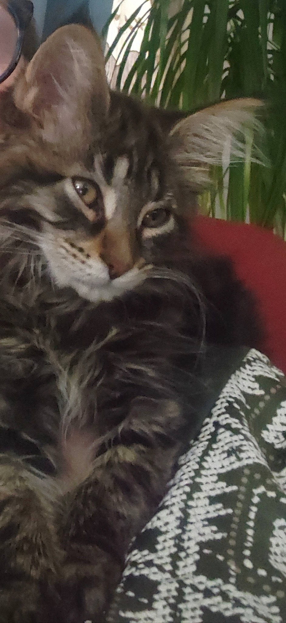 Iris participe au concours pour gagner de l'argent avec cette photo : carnivore, cat, comfort, domestic_short_haired_cat, felidae, fur, grass, maine_coon, paw, plant, small_to_medium_sized_cats, snout, tail, terrestrial_animal, tree, whiskers