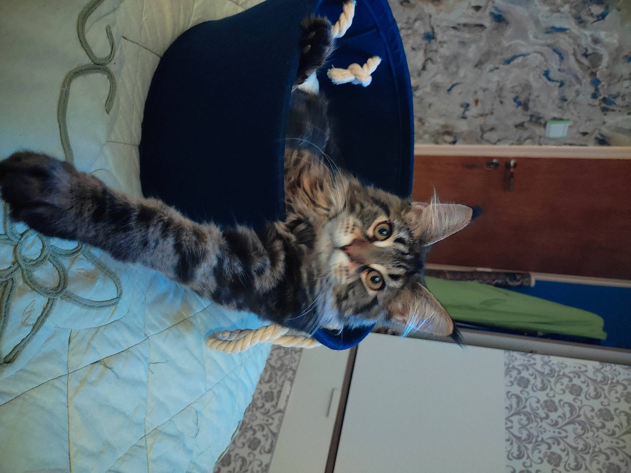 Iris participe au concours pour gagner de l'argent avec cette photo : carnivore, cat, claw, comfort, domestic_short_haired_cat, felidae, fur, paw, small_to_medium_sized_cats, snout, tail, terrestrial_animal, whiskers