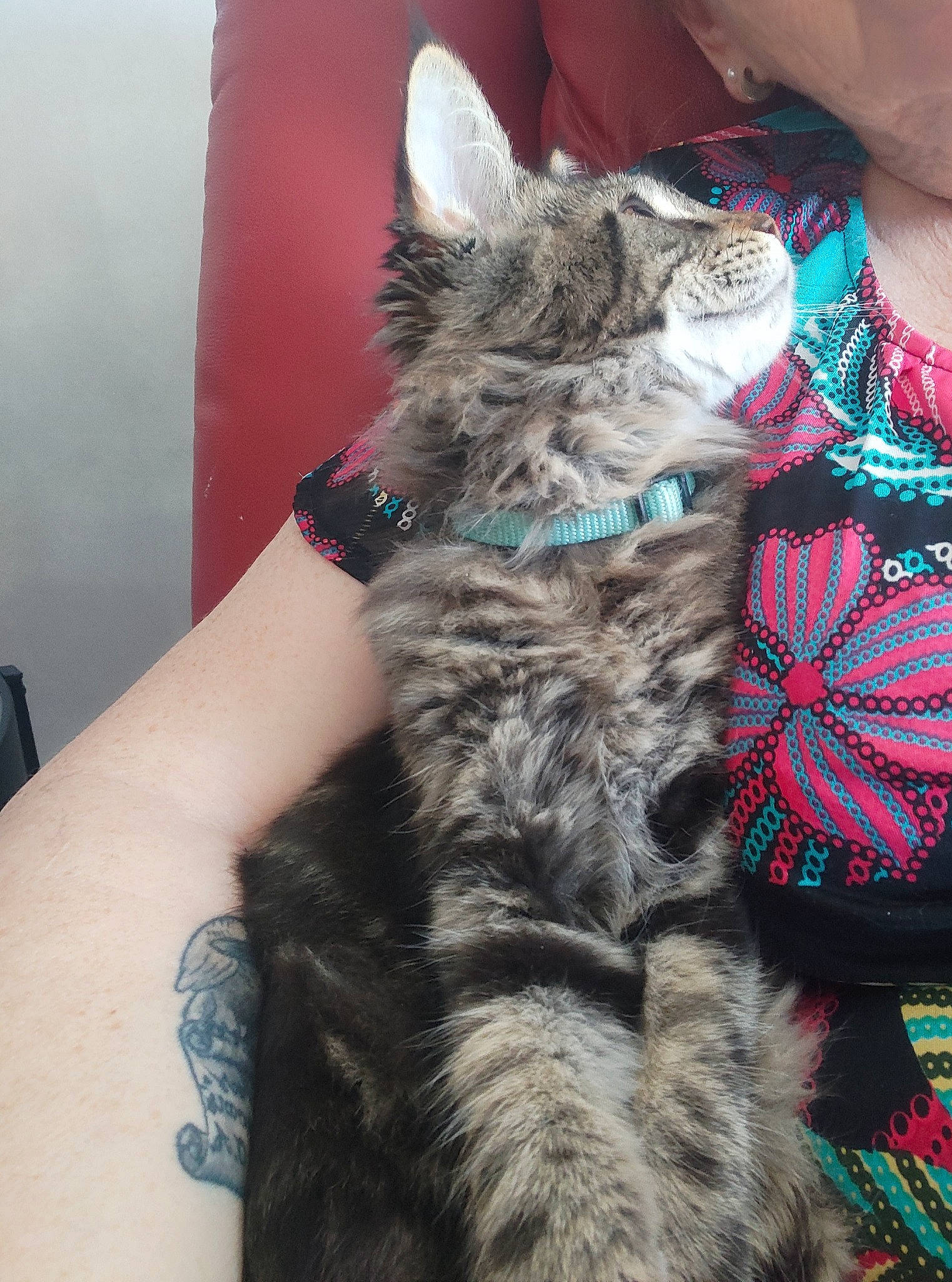 Crackers a rejoint le concours — aidez-le/la à gagner de superbes lots ! carnivore, cat, claw, comfort, domestic_short_haired_cat, elbow, felidae, fur, jewellery, paw, sitting, small_to_medium_sized_cats, snout, tail, whiskers, wrist