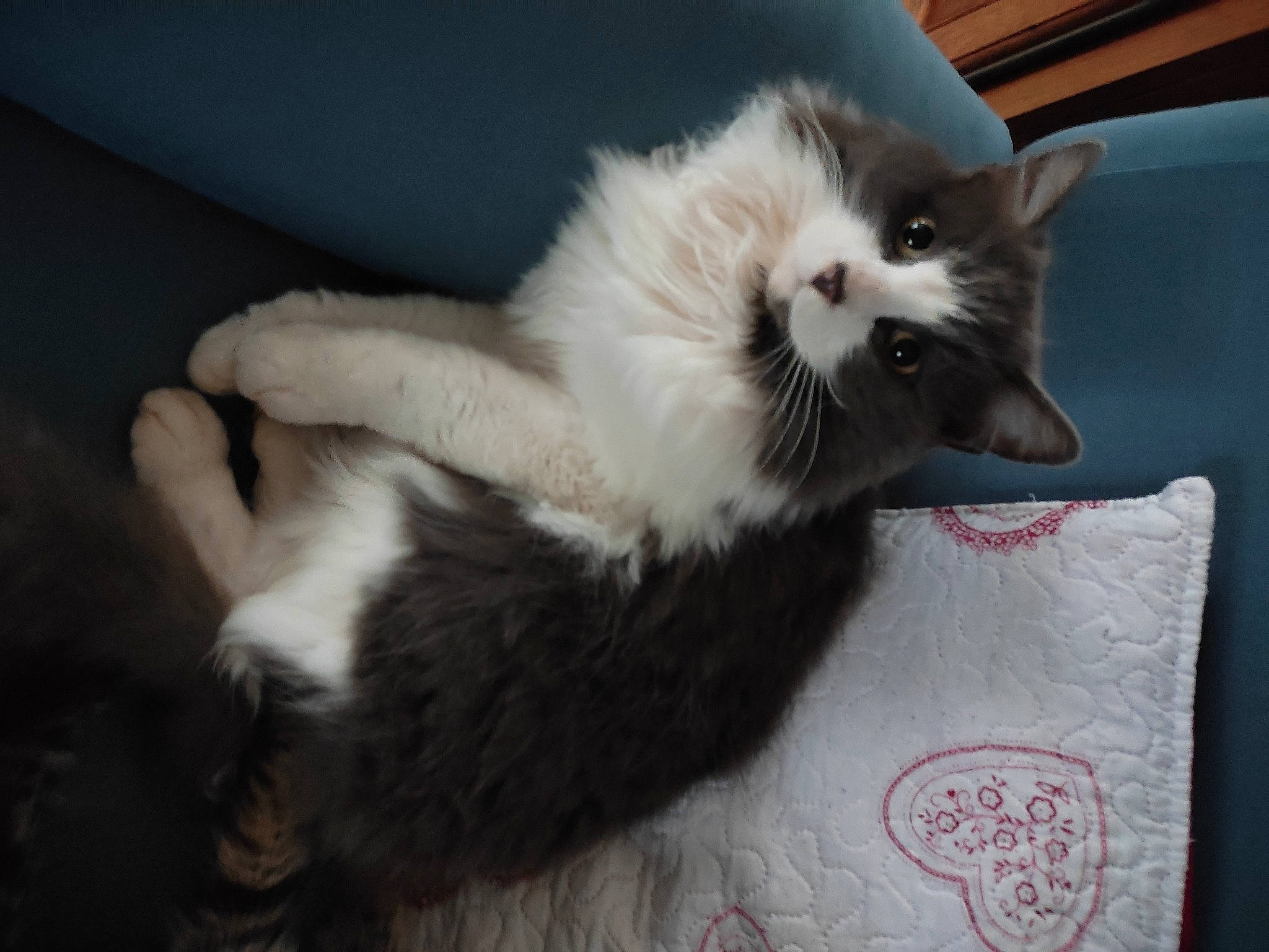 Crackers participe au concours pour gagner de l'argent avec cette photo : carnivore, cat, cat_supply, claw, comfort, fawn, felidae, fur, linens, paw, small_to_medium_sized_cats, snout, tail, terrestrial_animal, whiskers