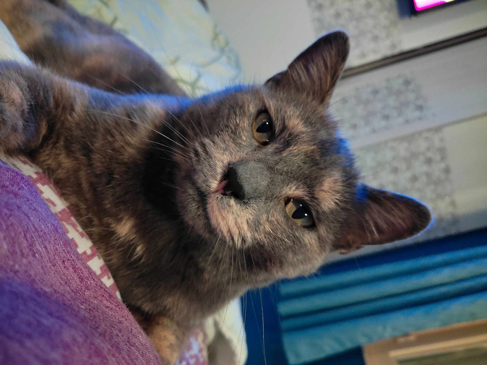 Perle
