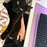 Sasha is registered to the contest to win money with this photo: black_cat, cat, pet, indoor, person, arm, computer_keyboard, desk, purple_mousepad, yellow_eyes, feline, comfort, home, resting, holding, close_up, animal, cute, relaxed, technology