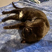 Sasha joined the competition — help win amazing prizes! cat, black_cat, pet, animal, feline, lying_down, resting, indoor, blanket, blue_blanket, fur, sleepy, cozy, paw, tail, white_patch, bedroom, soft_texture, relaxation, domestic_animal