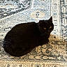black_cat, cat, pet, animal, indoor, resting, fur, mammal, whiskers, eyes, carpet, rug, patterned_rug, floor, wood_floor, cozy, domestic_cat, looking, cute, calm