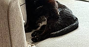 Sasha is registered to the contest to win money with this photo: animal, black_cat, cat, couch, cozy, cute, domestic_cat, fur, furniture, home, indoor, looking_at_camera, mammal, pet, pillow, relaxing, resting, sofa, whiskers, yellow_eyes