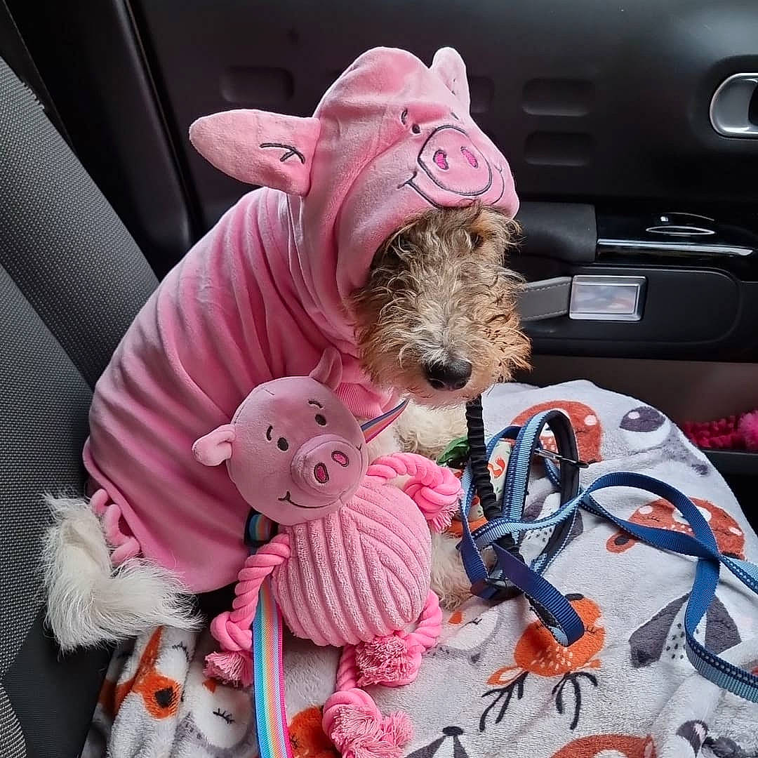 Paddington joined the competition — help win amazing prizes! auto_part, automotive_exterior, automotive_lighting, baby_products, carmine, fashion_accessory, fur, glass, magenta, metal, motor_vehicle, pink, plush, snout, stuffed_toy, suidae, teddy_bear, toy, vehicle_door, white