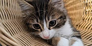 Inosuke a rejoint le concours — aidez-le/la à gagner de superbes lots ! kitten, cat, basket, fur, whiskers, cute, pet, animal, closeup, young, tabby, white_paw, curious, soft, indoor, relaxed, feline, portrait, cozy, resting