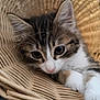 kitten, cat, basket, fur, whiskers, cute, pet, animal, closeup, young, tabby, white_paw, curious, soft, indoor, relaxed, feline, portrait, cozy, resting