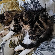 Inosuke a rejoint le concours — aidez-le/la à gagner de superbes lots ! kitten, cat, sleeping, fur, paw, blanket, pattern, cozy, cute, pet, animal, resting, soft, tabby, white_paw, indoor, closeup, adorable, feline, relaxing