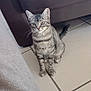 Nezuko participe au concours pour gagner de l'argent avec cette photo : cat, kitten, tabby, indoor, floor, tile, couch, leather, pet, animal, cute, feline, whiskers, ears, tail, sitting, curious, looking_up, home, cozy