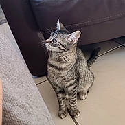 Nezuko a rejoint le concours — aidez-le/la à gagner de superbes lots ! kitten, tabby_cat, cat, pet, indoor, floor, tile, couch, leather_couch, blanket, curious, sitting, young_cat, whiskers, ears, fur, paw, side_view, animal, domestic_cat