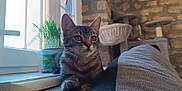 Nezuko participe au concours pour gagner de l'argent avec cette photo : cat, kitten, tabby, window, plant, cat_tree, indoor, furniture, cozy, resting, whiskers, ears, paw, face, soft_light, home, stone_wall, curious, pet, domestic